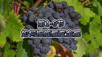 第1-6节-如何把底肥变金肥