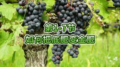第1-7节-如何把底肥变金肥
