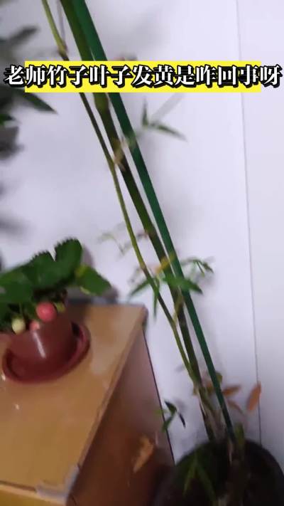 竹子叶子发黄处理方法～