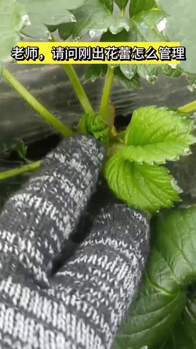 草莓种植技巧～