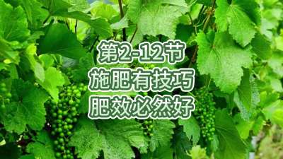 第2-12节-施肥有技巧，肥效必然好