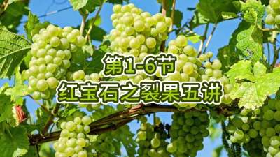 第1-6节-红宝石之裂果五讲