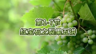 第1-7节-红宝石之裂果五讲