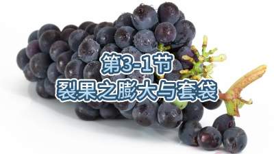 第3-1节-裂果之膨大与套袋