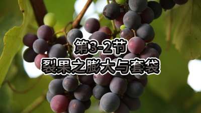 第3-2节-裂果之膨大与套袋