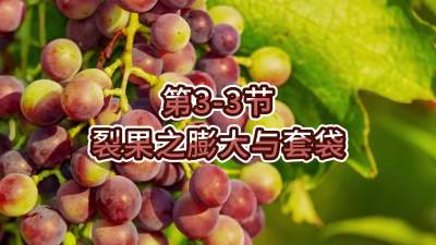 第3-3节-裂果之膨大与套袋