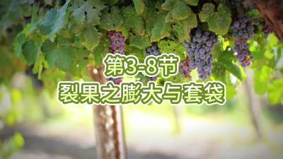 第3-8节-裂果之膨大与套袋
