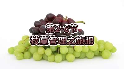 第2-6节-枝蔓管理之施肥
