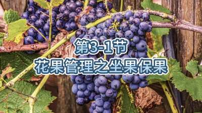 第3-1节-花果管理之坐果保果