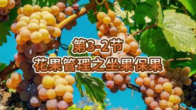 第3-2节-花果管理之坐果保果
