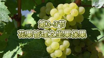 第3-3节-花果管理之坐果保果