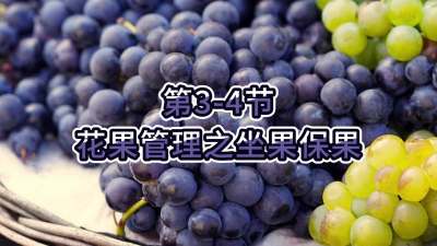 第3-4节-花果管理之坐果保果