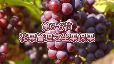 第3-6节-花果管理之坐果保果