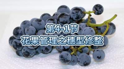 第4-1节-花果管理之穗型修整