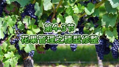 第4-3节-花果管理之穗型修整