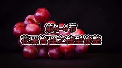 第4-4节-花果管理之穗型修整