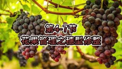 第4-7节-花果管理之穗型修整
