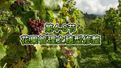 第4-8节-花果管理之穗型修整
