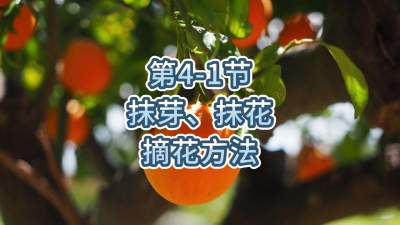 第4-1节-抹芽、抹花，摘花方法