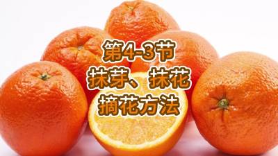 第4-3节-抹芽、抹花，摘花方法