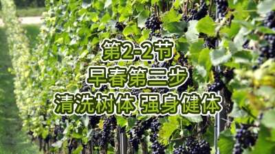 第2-2节-早春第二步-清洗树体，强身健体