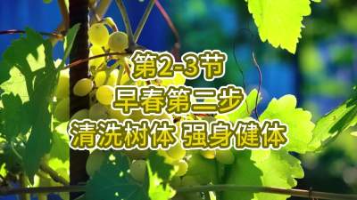 第2-3节-早春第二步-清洗树体，强身健体