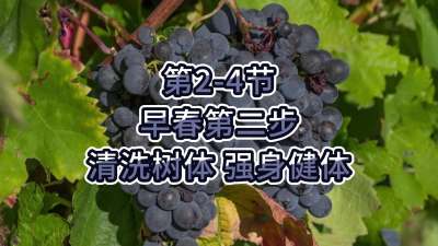 第2-4节-早春第二步-清洗树体，强身健体