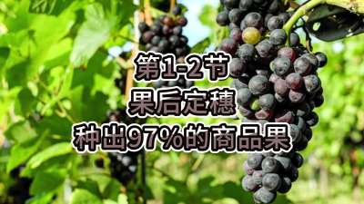 第1-2节-果后定穗，种出97%的商品果