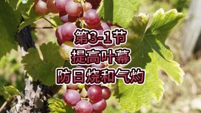 第3-1节-提高叶幕，防日烧和气灼