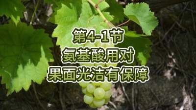 第4-1节-氨基酸用对，果面光洁有保障