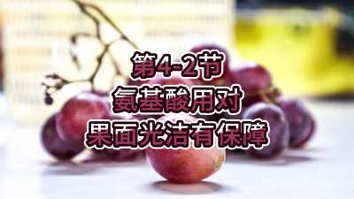 第4-2节-氨基酸用对，果面光洁有保障