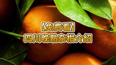 【免费看】-四川晚熟杂柑介绍