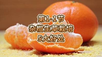 第1-1节-杂柑生草栽培的5大好处