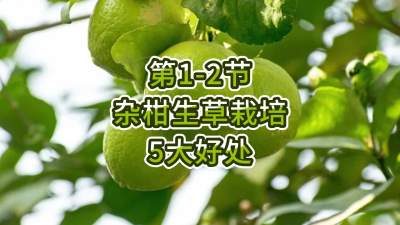 第1-2节-杂柑生草栽培的5大好处