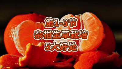 第1-3节-杂柑生草栽培的5大好处