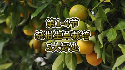 第1-4节-杂柑生草栽培的5大好处