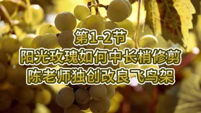 第1-2节-阳光玫瑰如何中长梢修剪&mdash;&mdash;陈老师独创改良飞鸟架