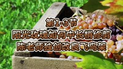 第1-3节-阳光玫瑰如何中长梢修剪&mdash;&mdash;陈老师独创改良飞鸟架
