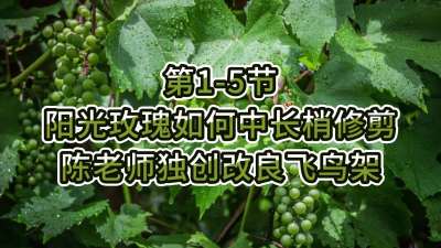 第1-5节-阳光玫瑰如何中长梢修剪&mdash;&mdash;陈老师独创改良飞鸟架