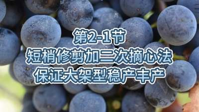 第2-1节-短梢修剪加二次摘心法，保证大架型稳产丰产