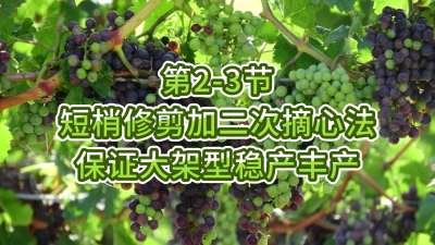 第2-3节-短梢修剪加二次摘心法，保证大架型稳产丰产