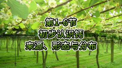 第1-6节-初步认识钙-来源、形态与分布