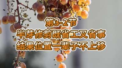 第3-2节-半芽修剪既省工又省事，结果位置一辈子不上移
