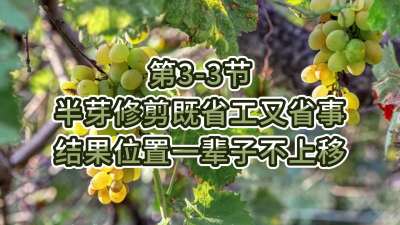 第3-3节-半芽修剪既省工又省事，结果位置一辈子不上移