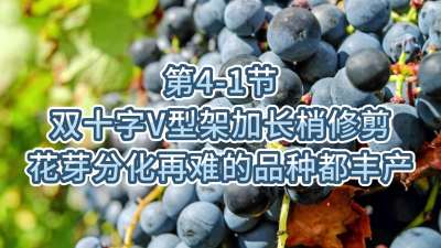 第4-1节-双十字V型架加长梢修剪，花芽分化再难的品种都丰产