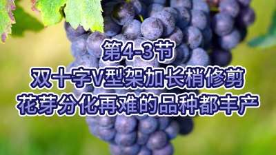 第4-3节-双十字V型架加长梢修剪，花芽分化再难的品种都丰产