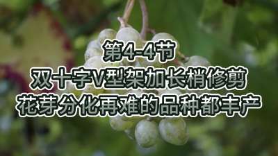 第4-4节-双十字V型架加长梢修剪，花芽分化再难的品种都丰产
