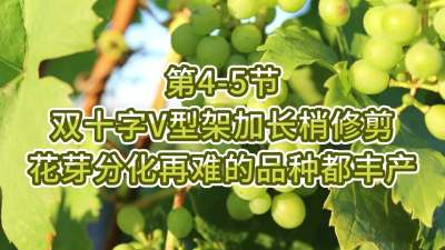 第4-5节-双十字V型架加长梢修剪，花芽分化再难的品种都丰产