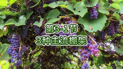第3-1节-3种主流棚架