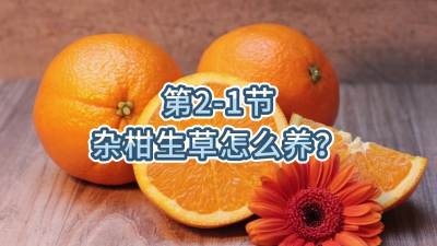 第2-1节-杂柑生草怎么养？